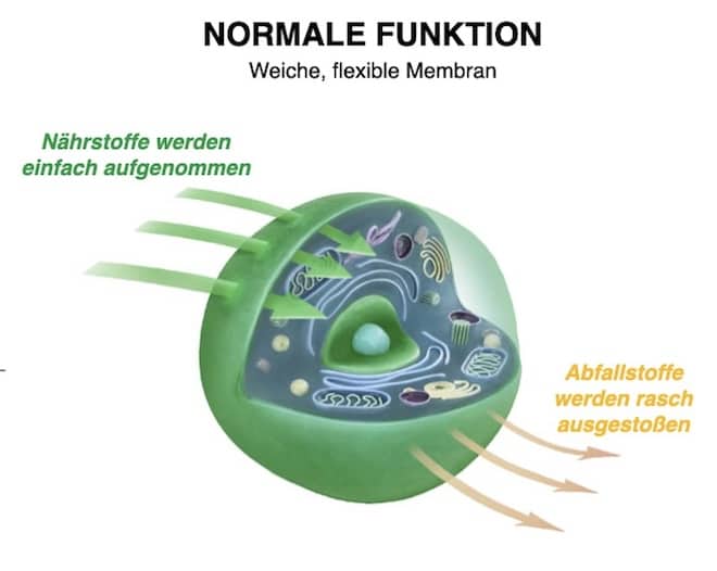 Normale Funktion